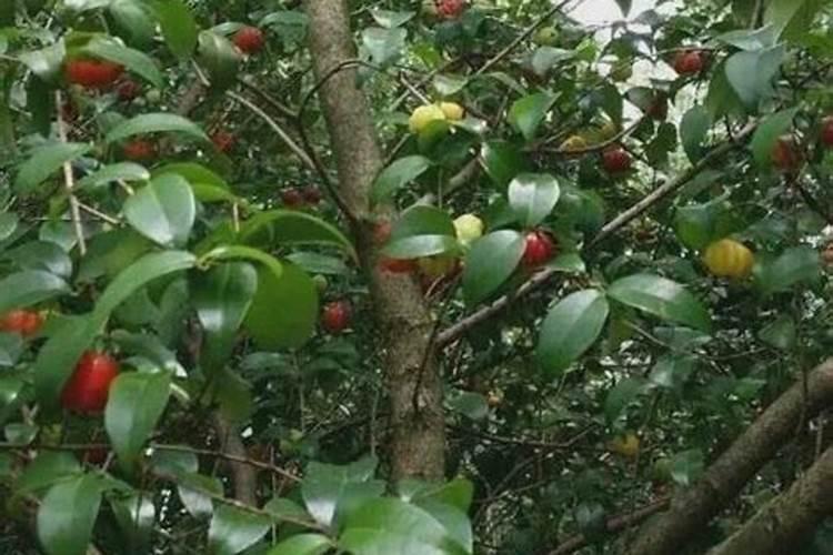 巴西红果仔的怎样种植 巴西红果仔的种植方法