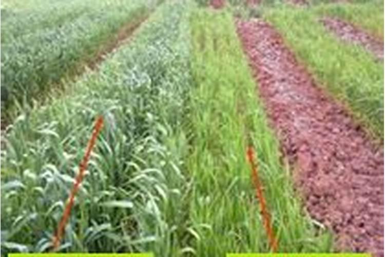 氮肥是什么肥料,哪些属氮肥