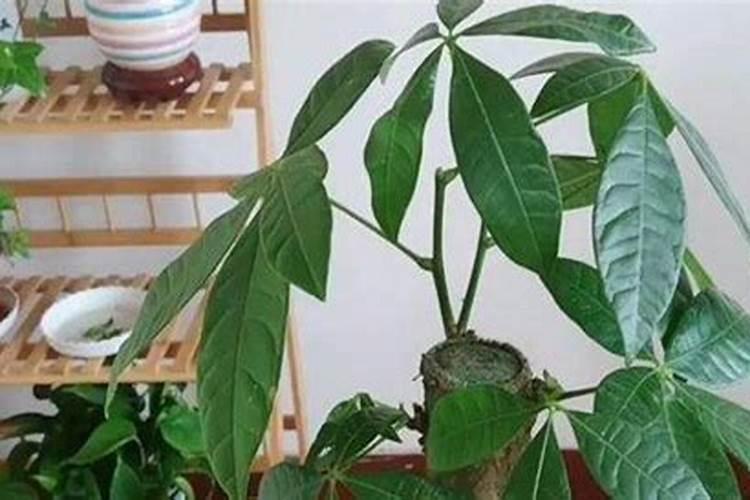 发财树浇水多了根茎腐烂了怎么办,怎么使用生根粉