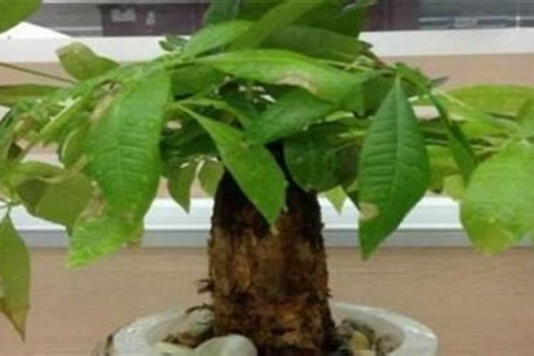 如何使用发财树生根粉