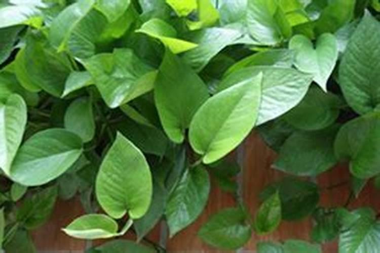 观叶植物如何施肥？