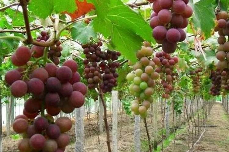 杨梅膨果肥用什么肥最好(杨梅膨果期施什么肥料又大又甜)