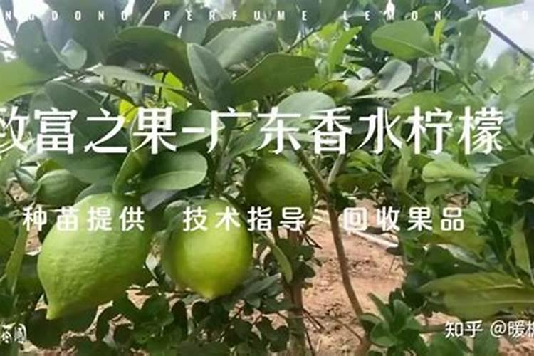 在果园绿肥的种植与翻压过程中要注意什么？