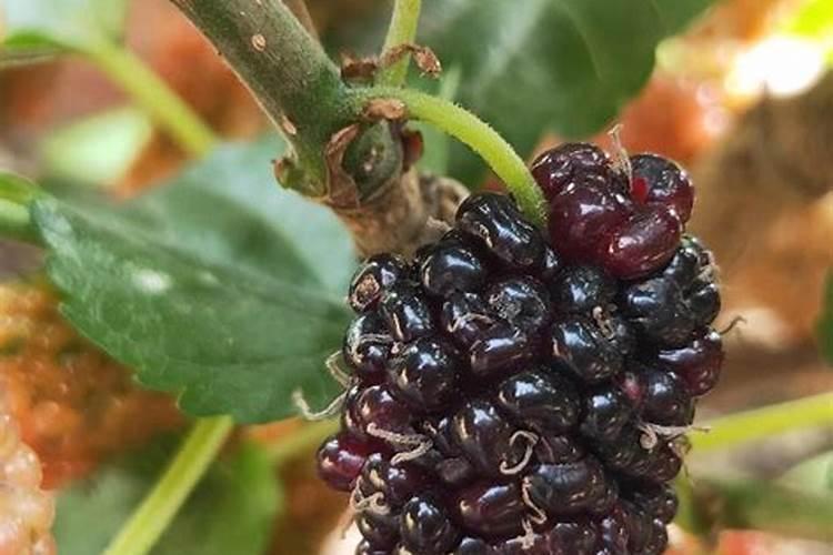 槟榔芋种植可以直接淋复合肥吗