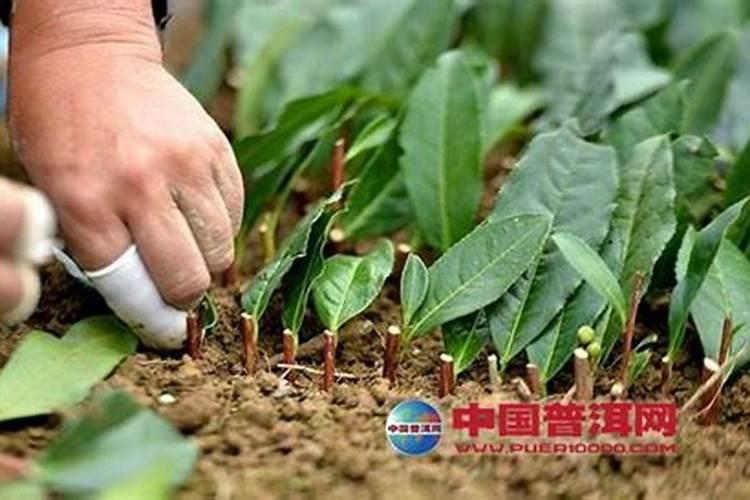 茶叶树的栽培与管理