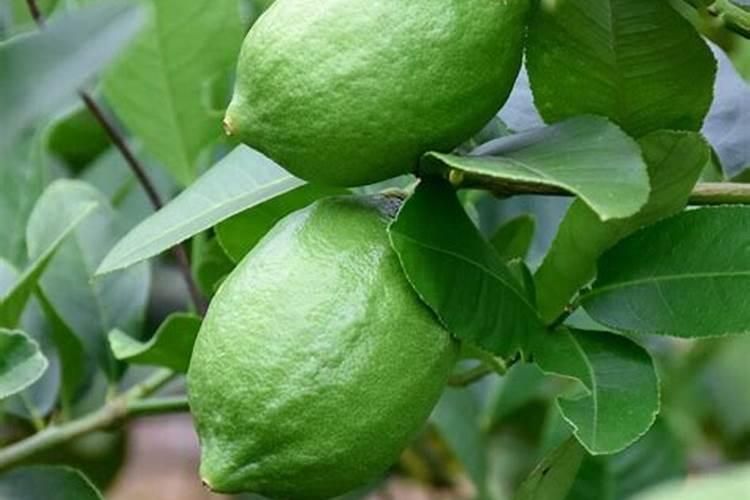 香水柠檬种植 香水柠檬种植方法