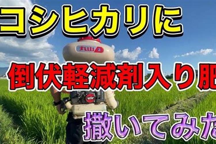 抗倒伏需要加什么肥