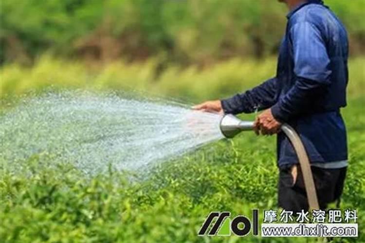 自制水溶叶面肥:清水30斤需用多少红糖和发酵粉