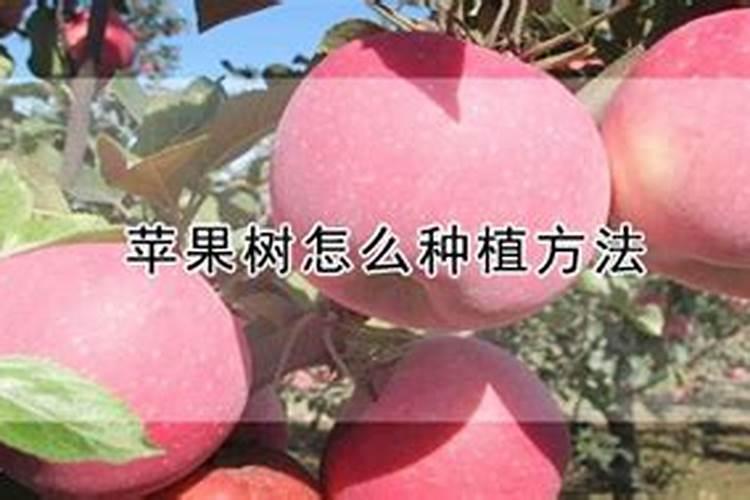 苹果留果量大了,用什么肥能膨果？