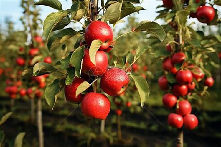 苹果树7月份施什么肥