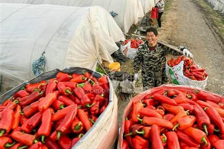 加大宝水溶肥辣椒专用是真的吗