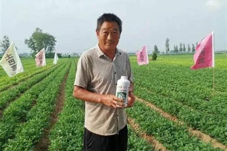 EM菌种发酵小麦秸秆喂羊喂牛喂兔子呢