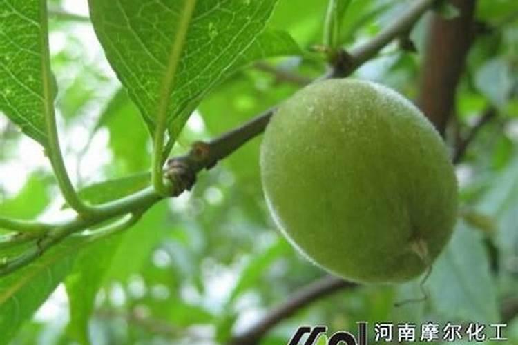 怎样使桃子有硬度