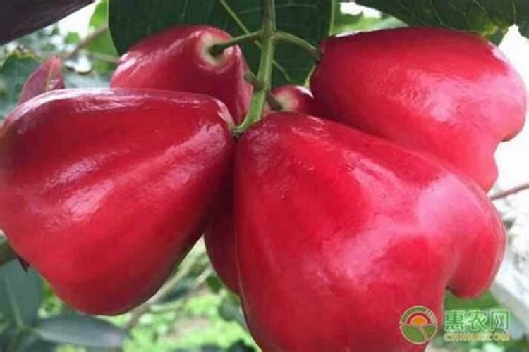 莲雾控梢后多久可以催花？