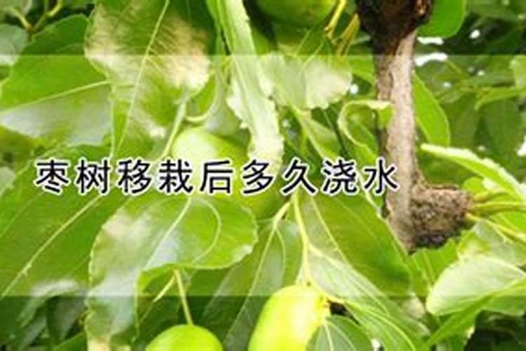 冬枣树施肥的最佳时间