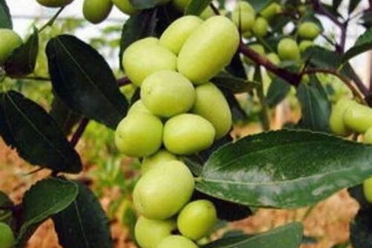 枣树的浇水时间和正确方法