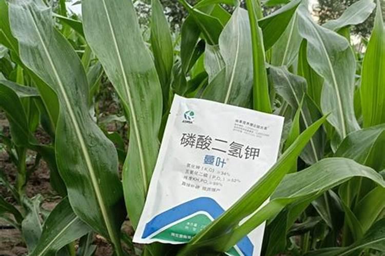 玉米啥时需要磷肥最多？