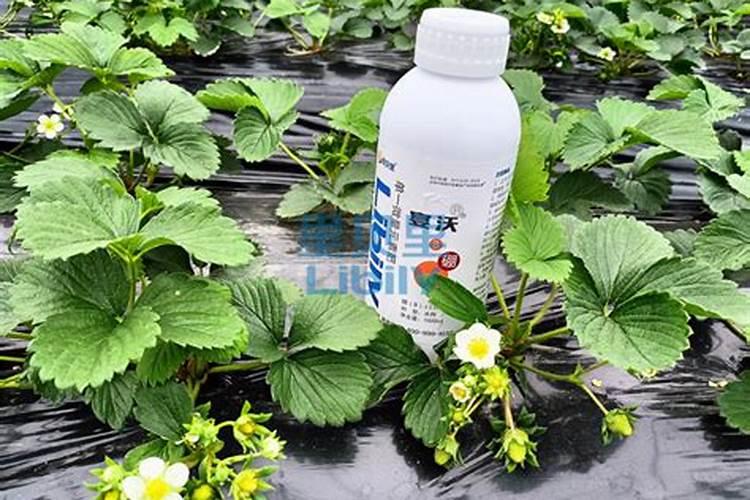 草莓膨果期使用什么肥料效果好