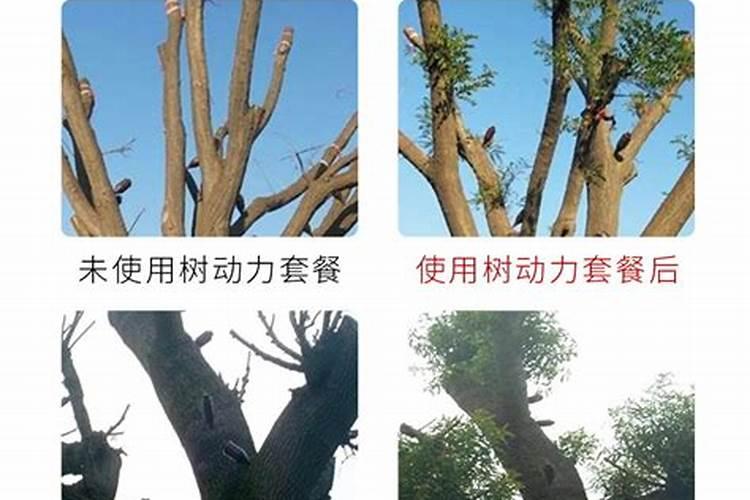面对西兰花出现黄化米粒的情况该怎么做