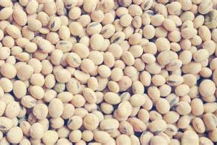 怎样用黄豆做肥料