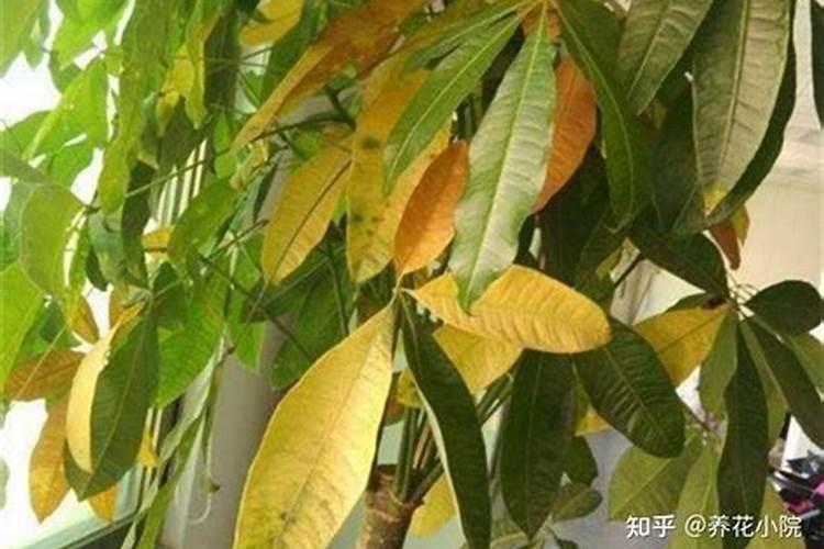 发财树施什么肥料好长得最快最茂盛(浇什么肥可枝叶旺盛)