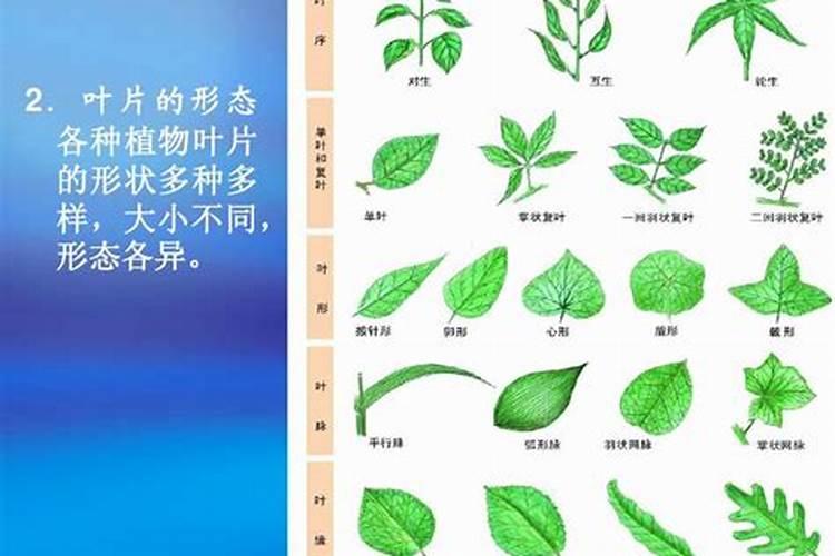 叶面肥分为几大类