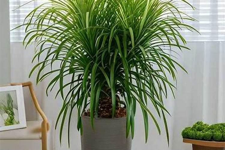 龙血树如何浇水施肥