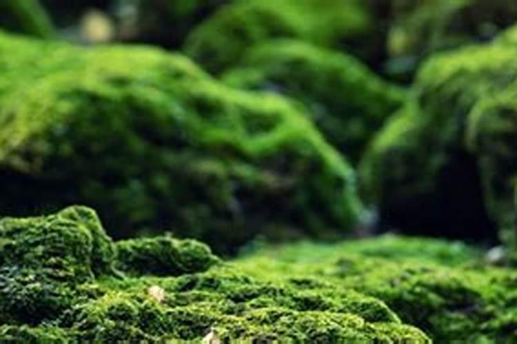 小龙虾池塘里可以施尿素除去池塘里的青苔吗？