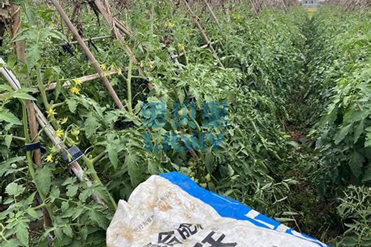 芋头什么时候喷施磷酸二氢钾