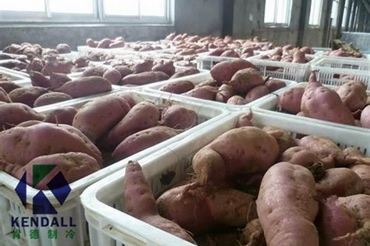 冷库能储存红薯吗冷库可不可以储存红薯
