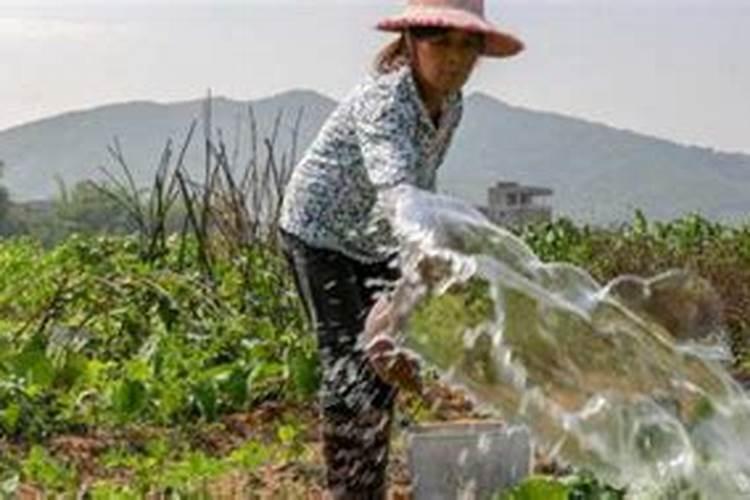蔬菜晚上施肥好还是早上施肥好
