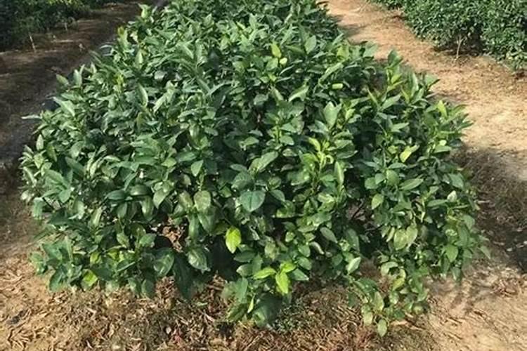 沃柑用什么肥料最好