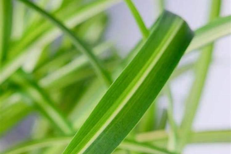 种姜种芋头用什么肥料好？
