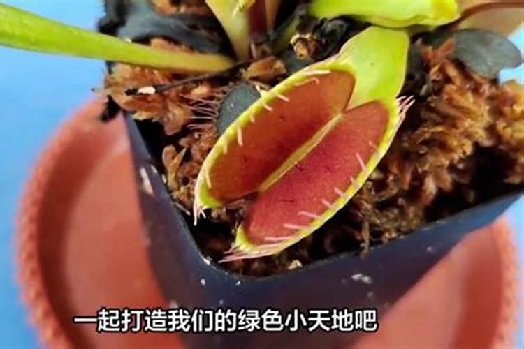 捕蝇草怎么施肥