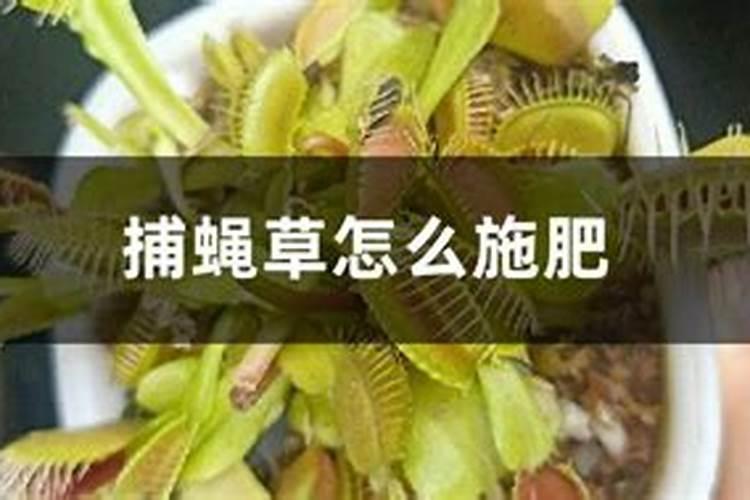 捕蝇草怎么施肥,分季稀薄巧施肥