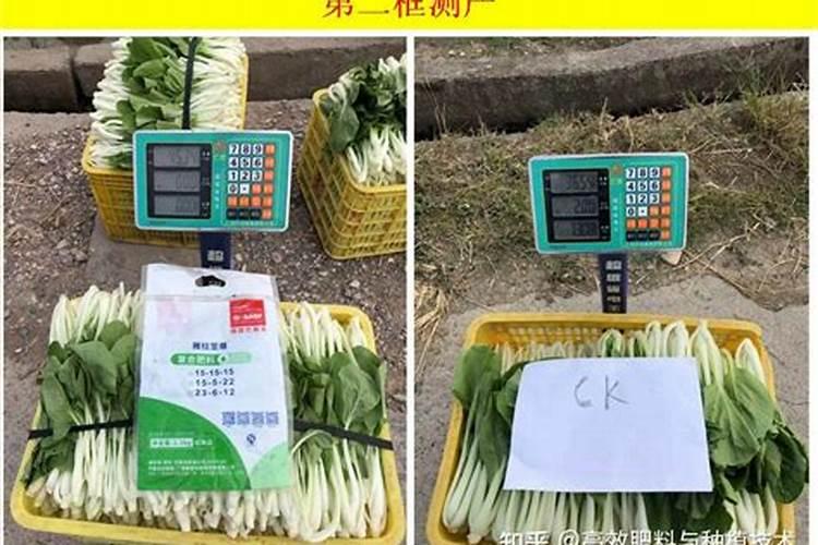 绣球花肥可以用于月季花吗？