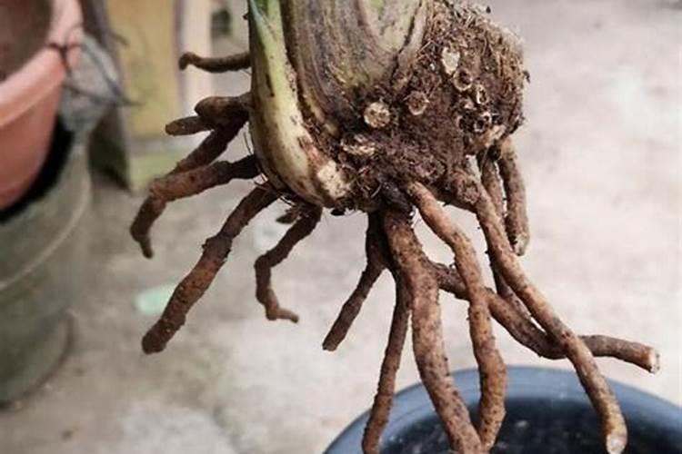 只开花不结果缺什么肥料