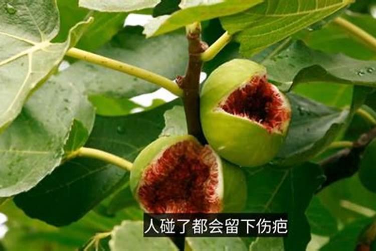 什么肥料属于氮肥、哪几种肥料属于氮肥