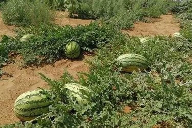 捕蝇草怎么施肥