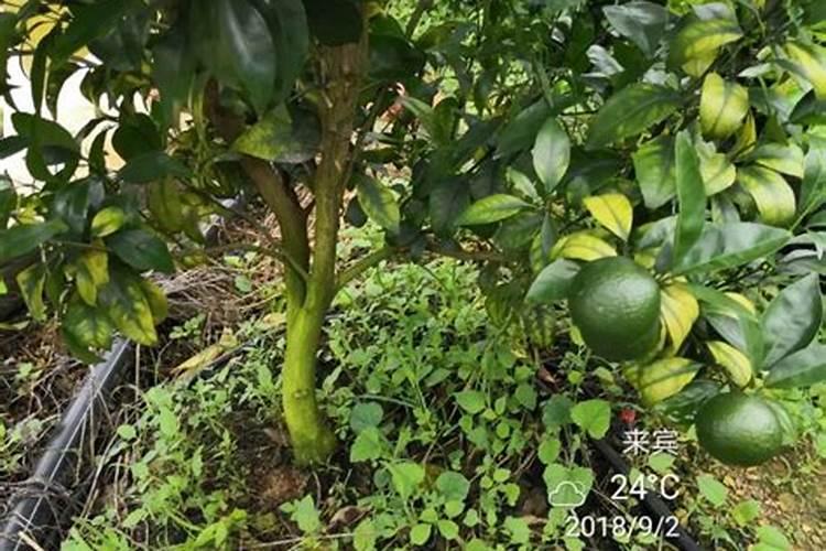 栽好多肉植物后立即浇水合适吗？浇了以后该怎么办