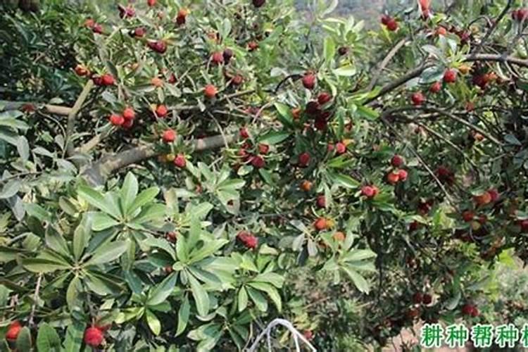 茉莉花花期怎么浇水 茉莉花花期的浇水技巧
