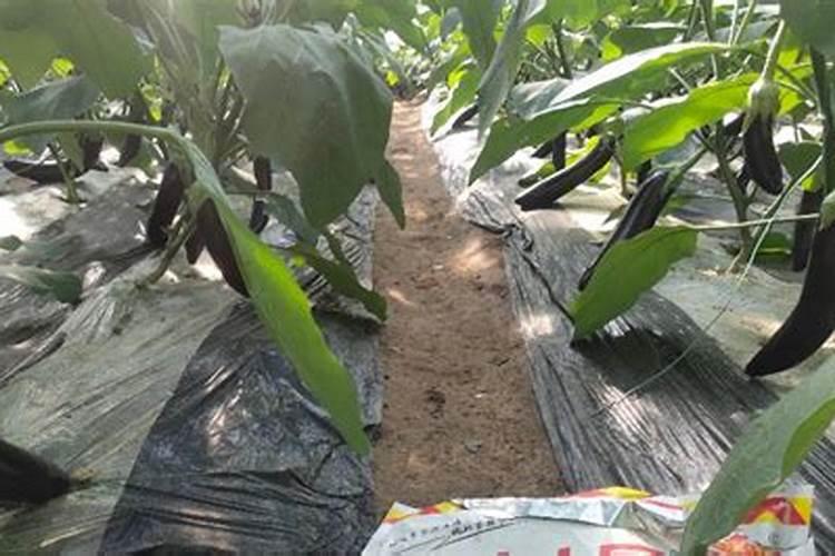 蔬菜叶面肥木醋液代理批发