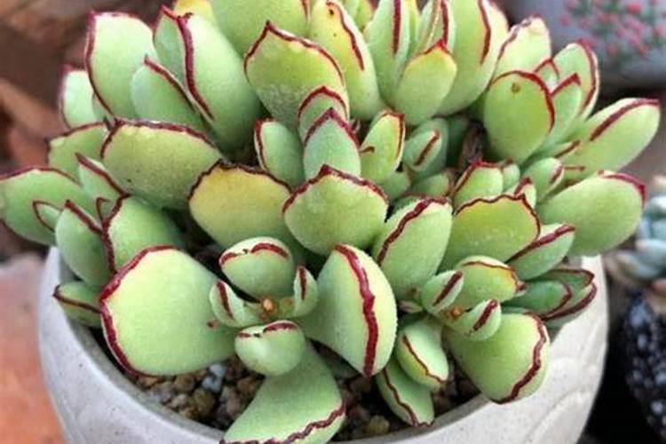 多肉植物用什么肥料复合肥可以吗
