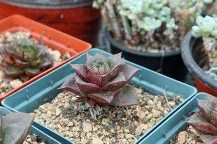 多肉植物需要什么肥料