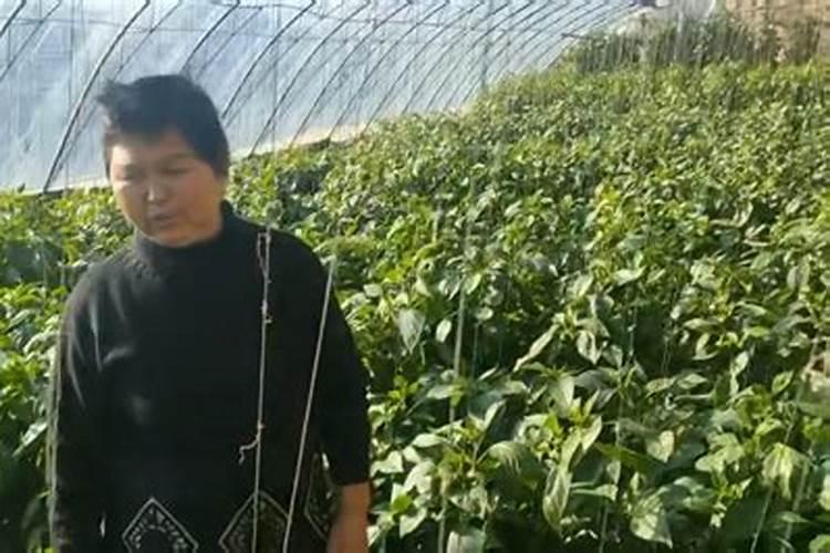 八角树施什么肥料挂果多