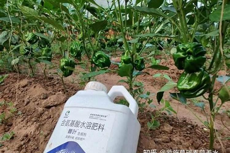 生根肥使用过程中应注意什么