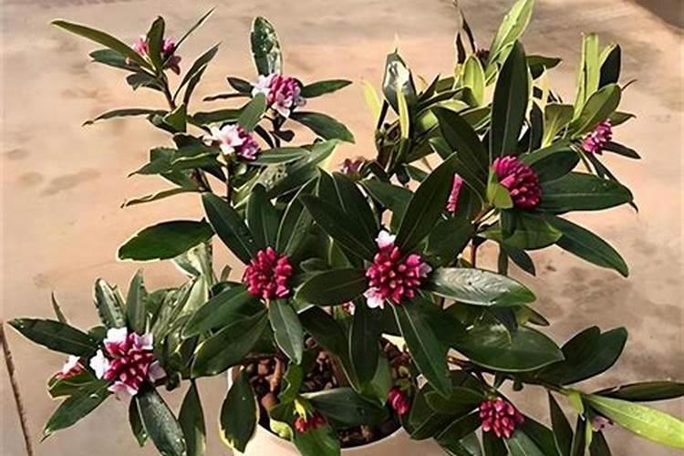 中草药虫芦栽培需要什么肥料