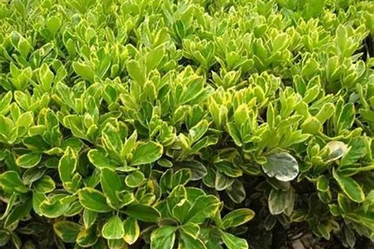 杜鹃花适合用什么肥料？