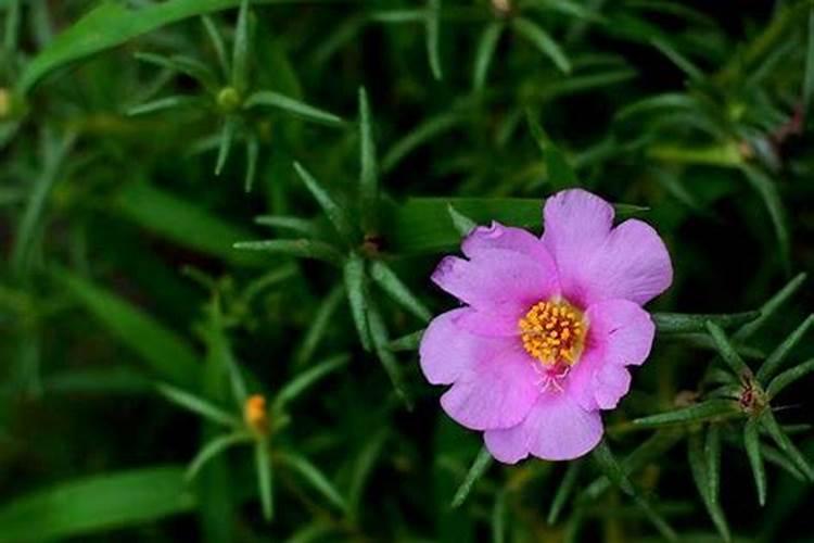 棉花种植注意事项是什么