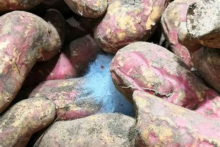 红薯最怕哪三种肥料？红薯正确的施肥方法,赶快收藏起来